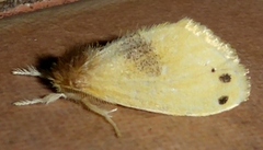 Artaxa digramma