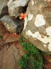 Papaver purpureomarginatum