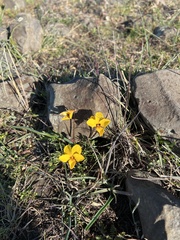 Viola douglasii