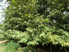 Platanus mexicana