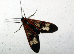 Cosmosoma cingulatum