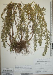 Symphyotrichum ericoides pansum