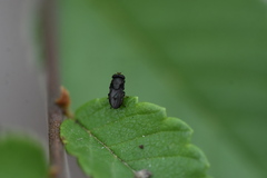 Discomyza