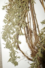 Symphyotrichum ericoides pansum