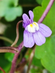 Cymbalaria