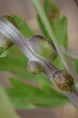 Rhopalomyia struma