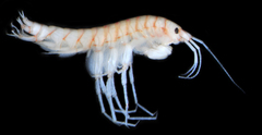 Crangonyx setodactylus