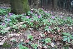 Cardamine glanduligera