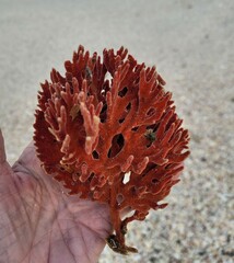 Clathria foliacea