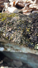 Dermatocarpon luridum