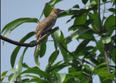 Cacomantis merulinus