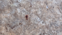 Dysdera