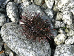 Echinoidea