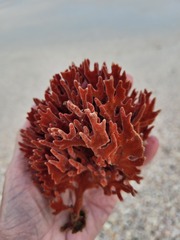 Clathria foliacea