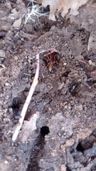 Dysdera