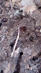 Dysdera