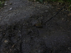 Scelorchilus rubecula