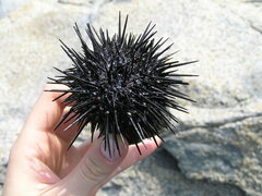Echinoidea