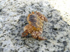 Hemigrapsus sanguineus