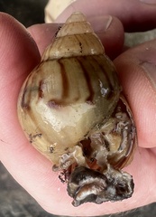 Lissachatina fulica