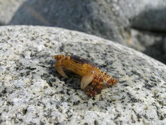 Hemigrapsus sanguineus