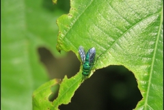 Chrysis angolensis