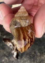 Lissachatina fulica
