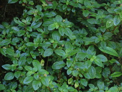 Pilea elliptica
