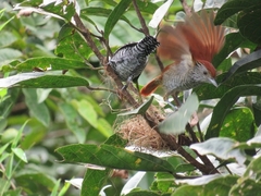 Thamnophilus multistriatus