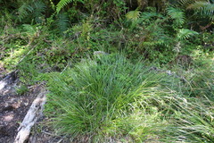 Carex delacosta