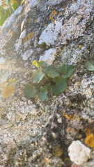 Cymbalaria muralis