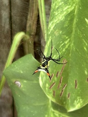 Micrathena schreibersi
