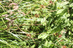 Carex delacosta