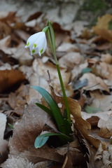 Leucojum vernum