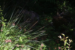 Carex delacosta