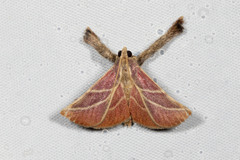 Pachypodistes goeldii