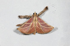 Pachypodistes goeldii