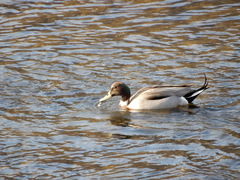 Anas platyrhynchos × acuta