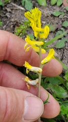 Corydalis micrantha