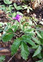 Cardamine glanduligera