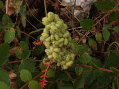 Rhus coriaria image