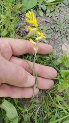 Corydalis micrantha