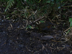 Scelorchilus rubecula