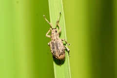Cyphicerini