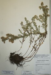 Symphyotrichum ericoides pansum