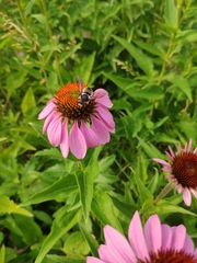 Anthidium septemspinosum