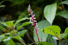 Phytolacca rivinoides