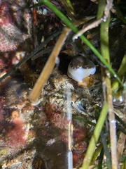 Limneria prolongata