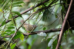 Basileuterus tristriatus