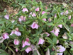 Helleborus orientalis